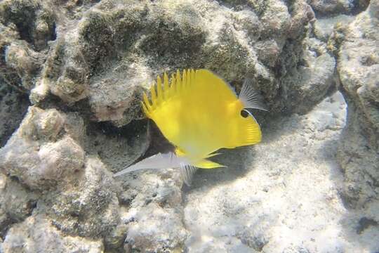 Image of Longnose butterflyfishes