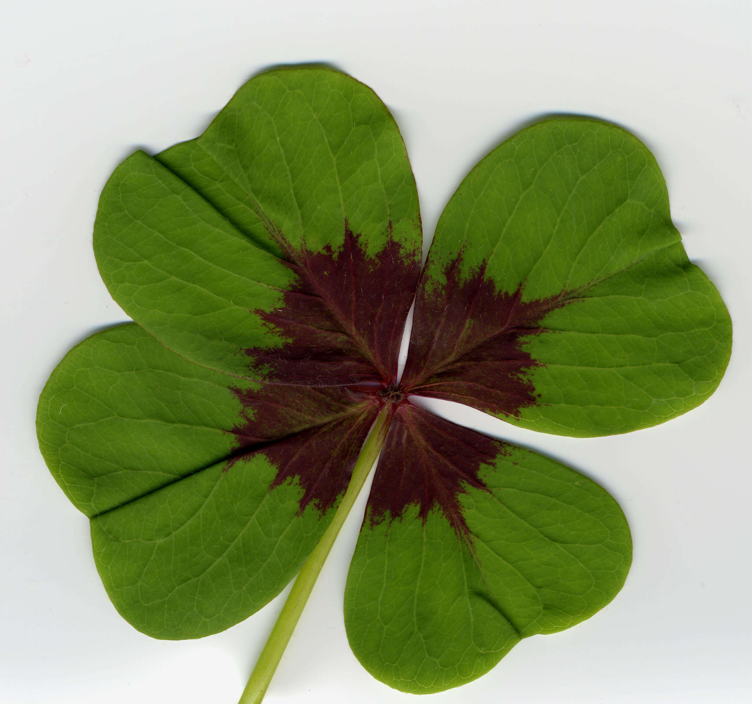 Imagem de Oxalis tetraphylla Cav.