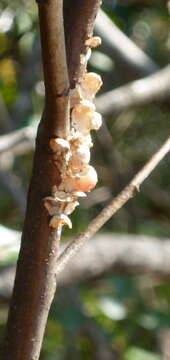 Image of Florida Applesnail