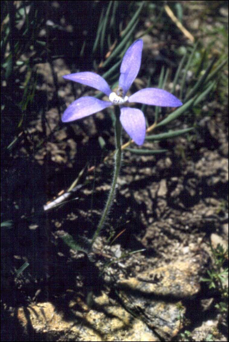 Caladenia gemmata Lindl.的圖片