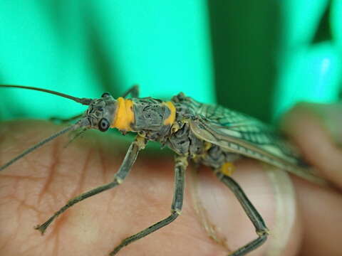 Image of Midwestern Salmonfly