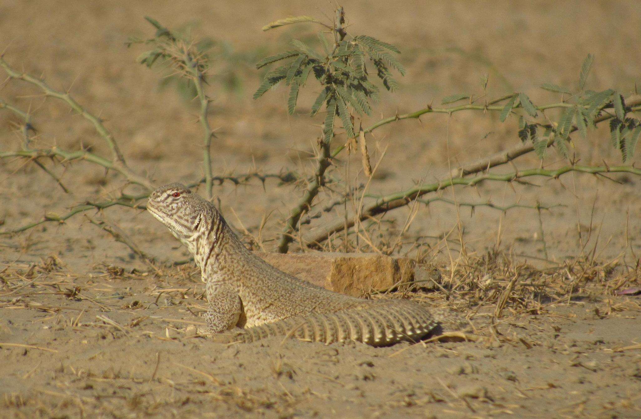 Image of Hardwick's spiny-tailed lizard