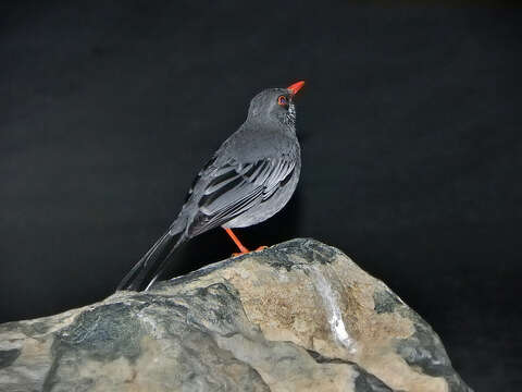 Image of Turdus plumbeus ardosiaceus Vieillot 1822