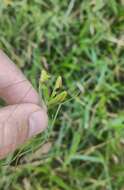 Image de Stagmatoptera praecaria Linne 1758