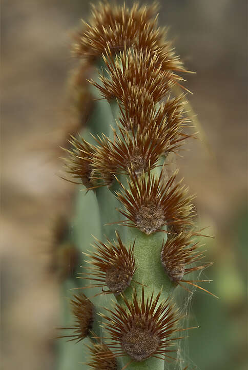 Image of chenille pricklypear