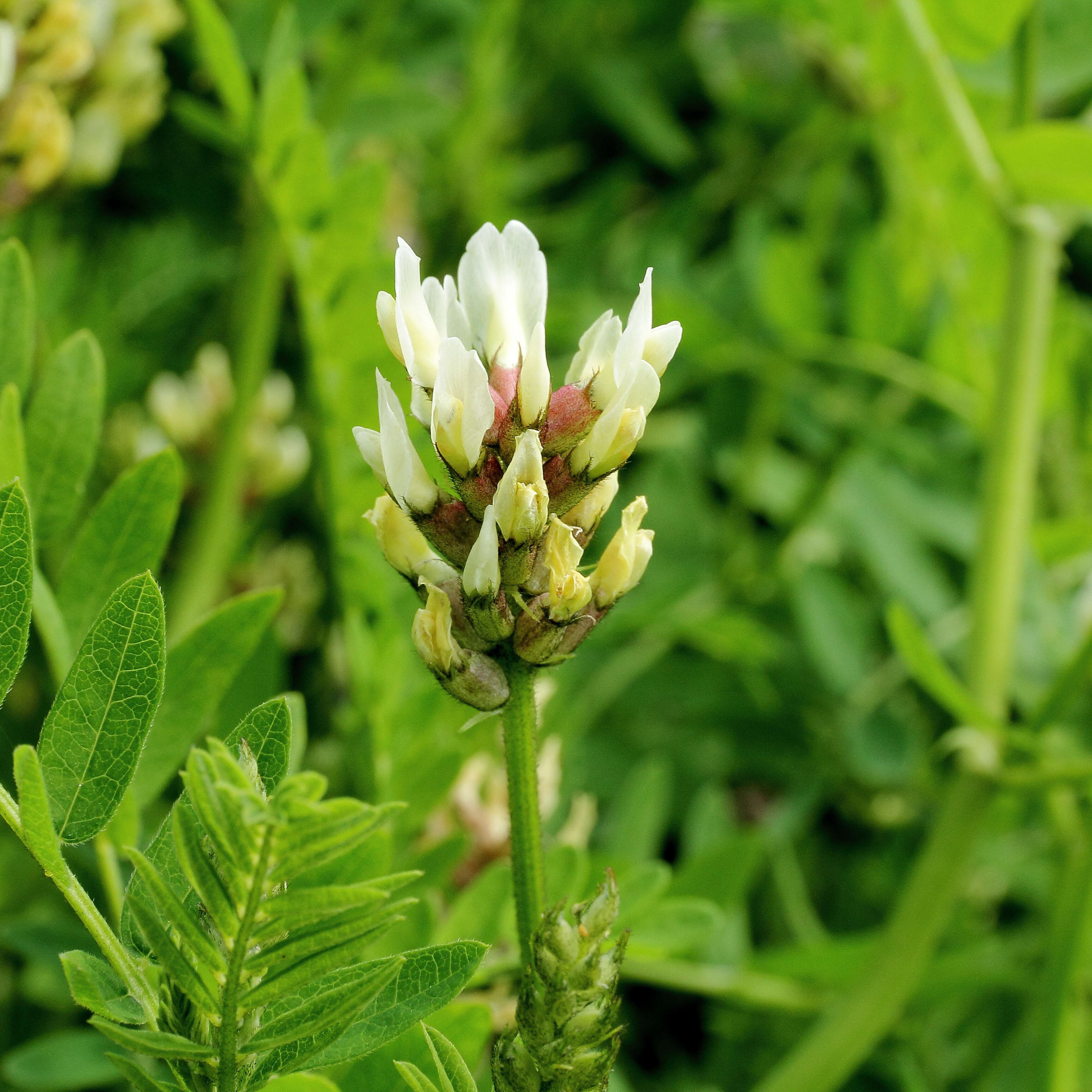 Image of chickpea milkvetch