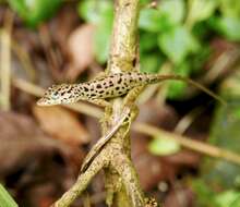 Image of Saban Anole