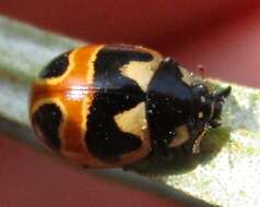 Image of hieroglyphic ladybird
