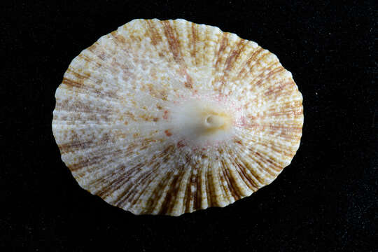 Image of Cymbula miniata (Born 1778)