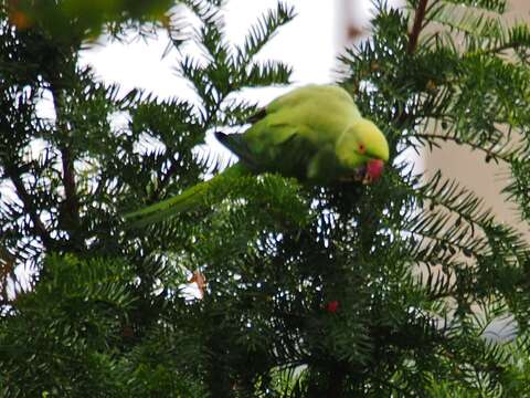 Image of Ring-necked Parakeet