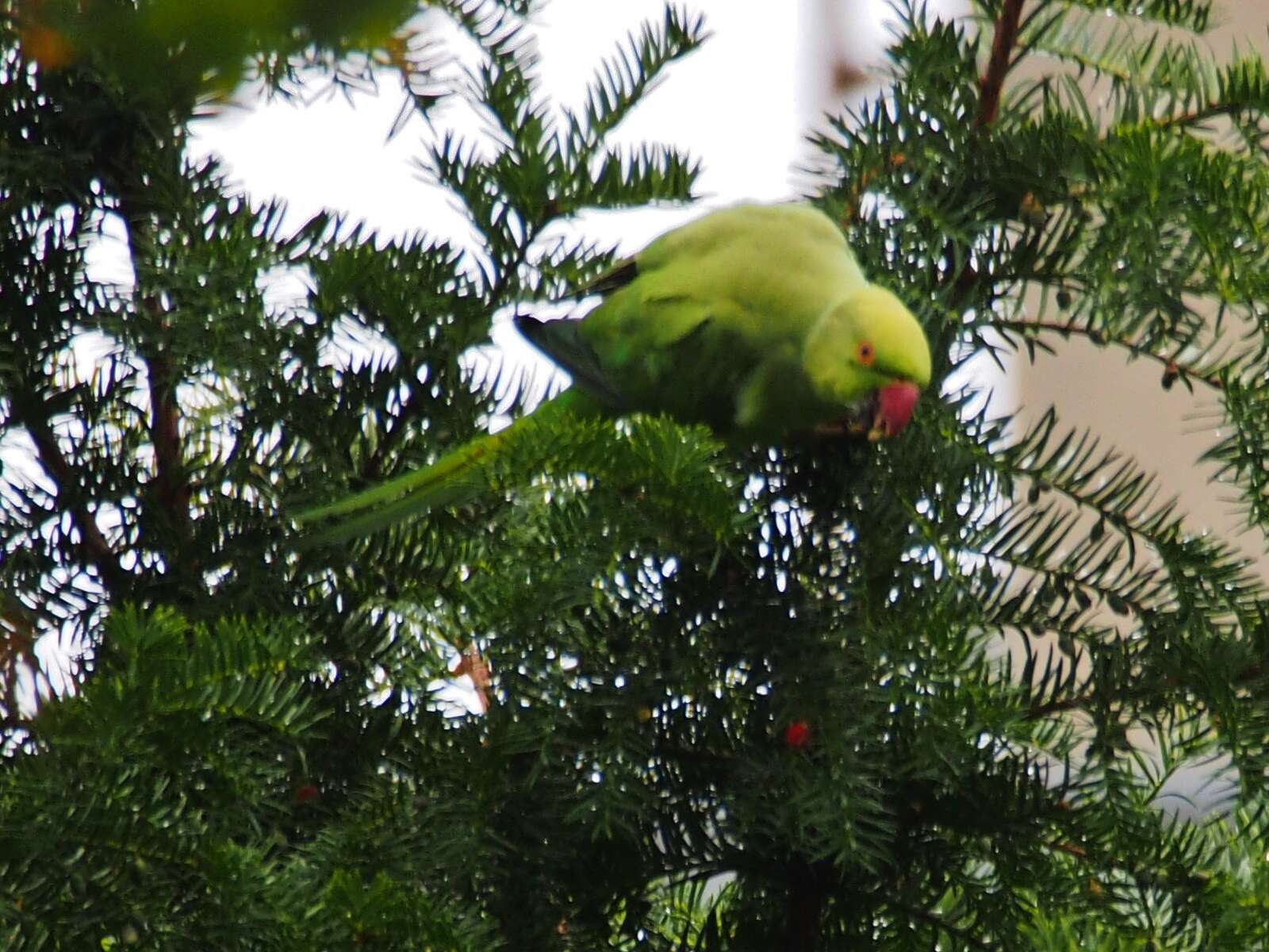 Image of Ring-necked Parakeet