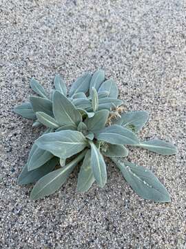 Imagem de Oenothera avita subsp. eurekensis (Munz & Roos) W. M. Klein