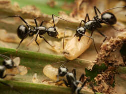 Image de Polyrhachis mucronata Smith 1859