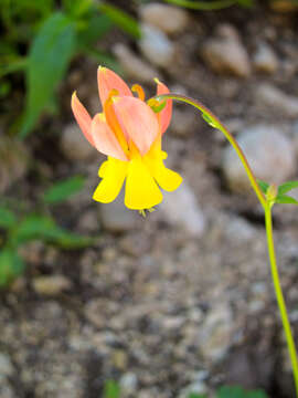 Image de Aquilegia formosa Fisch.