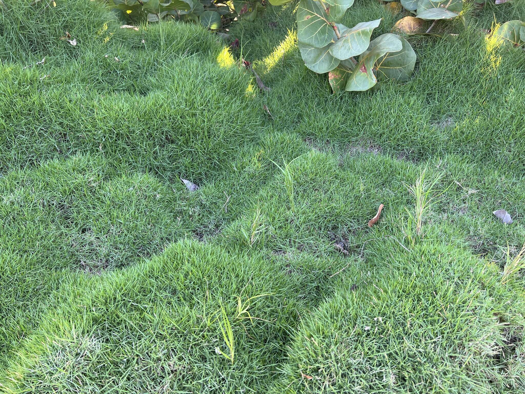 Image of Zoysia matrella var. pacifica Goudsw.