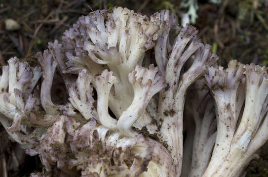 Image of Ramaria coulterae Scates 1988