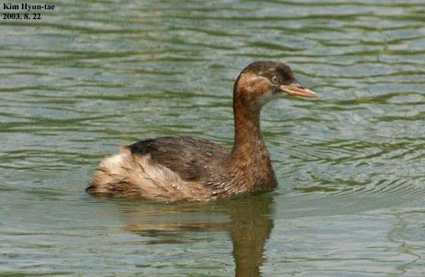 Image of Little Grebe