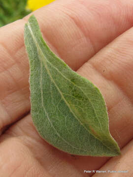 Image of Umbrella everlasting