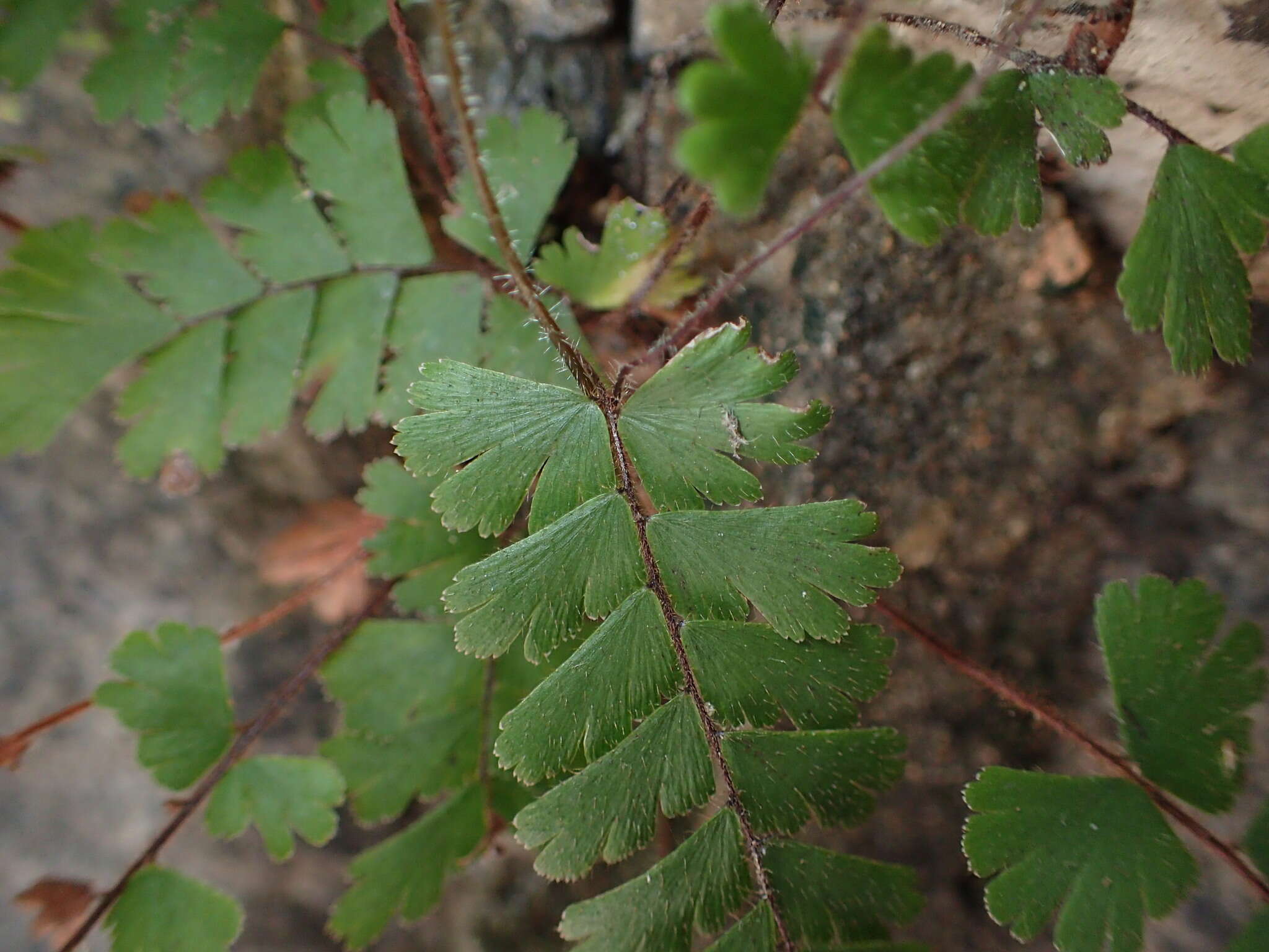 Adiantum ciliatum Bl.的圖片