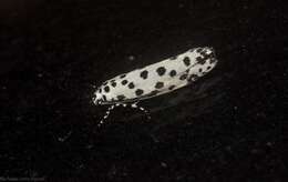 Image of Ethmia clytodoxa Turner 1917