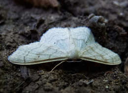 Idaea deversaria Herrich-Schäffer 1847 resmi