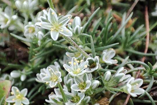 Sivun Scleranthus perennis subsp. perennis kuva