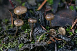 Image of Tephrocybe anthracophila (Lasch) P. D. Orton 1969