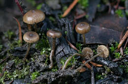 Слика од Tephrocybe anthracophila (Lasch) P. D. Orton 1969