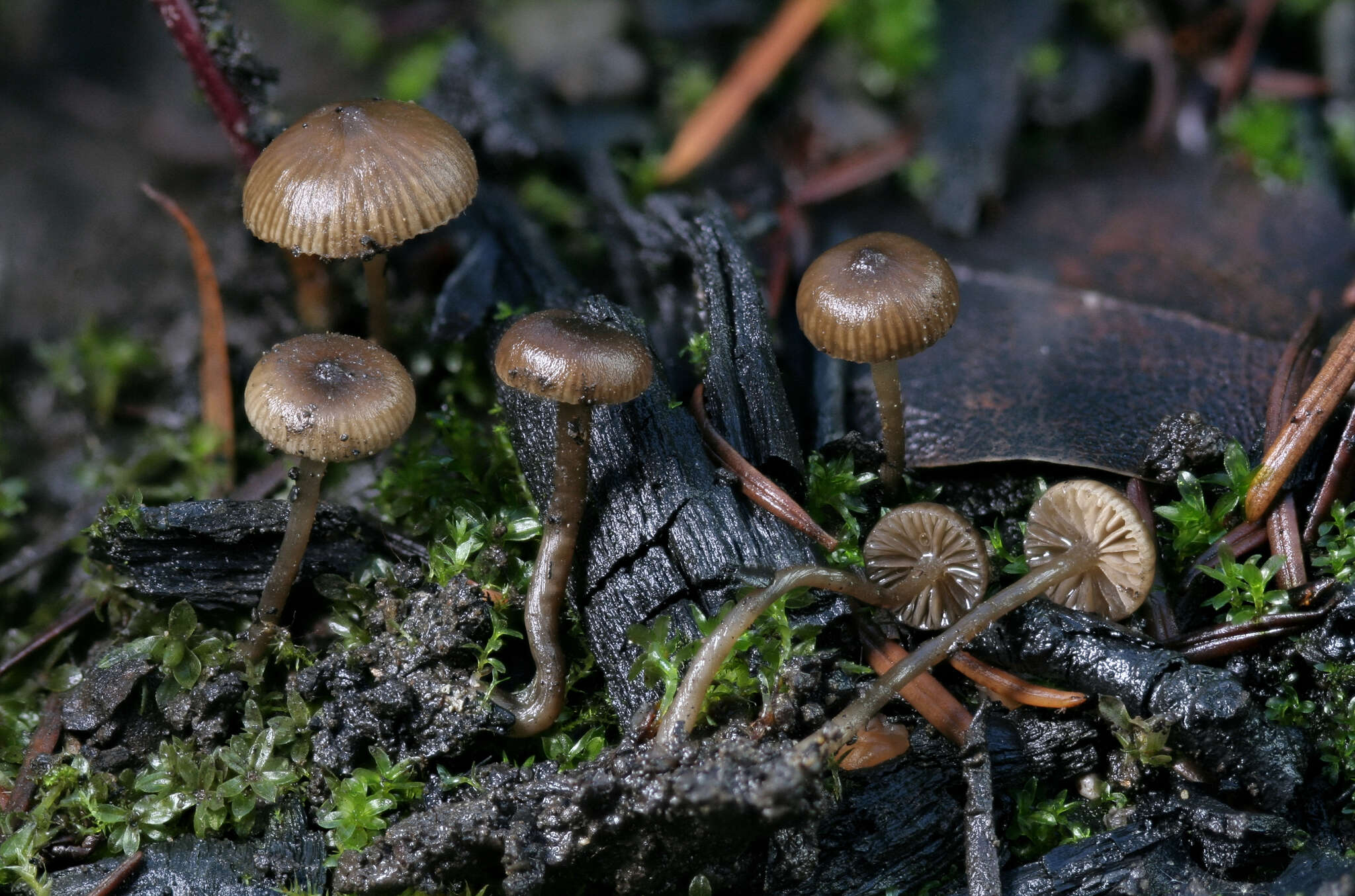 Слика од Tephrocybe anthracophila (Lasch) P. D. Orton 1969