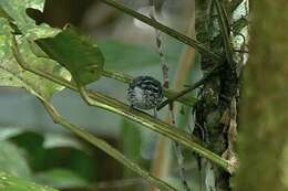 Image of Peruvian Warbling Antbird