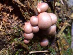 Image of Lycogala epidendrum