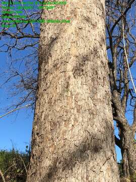 Image of bastard oak