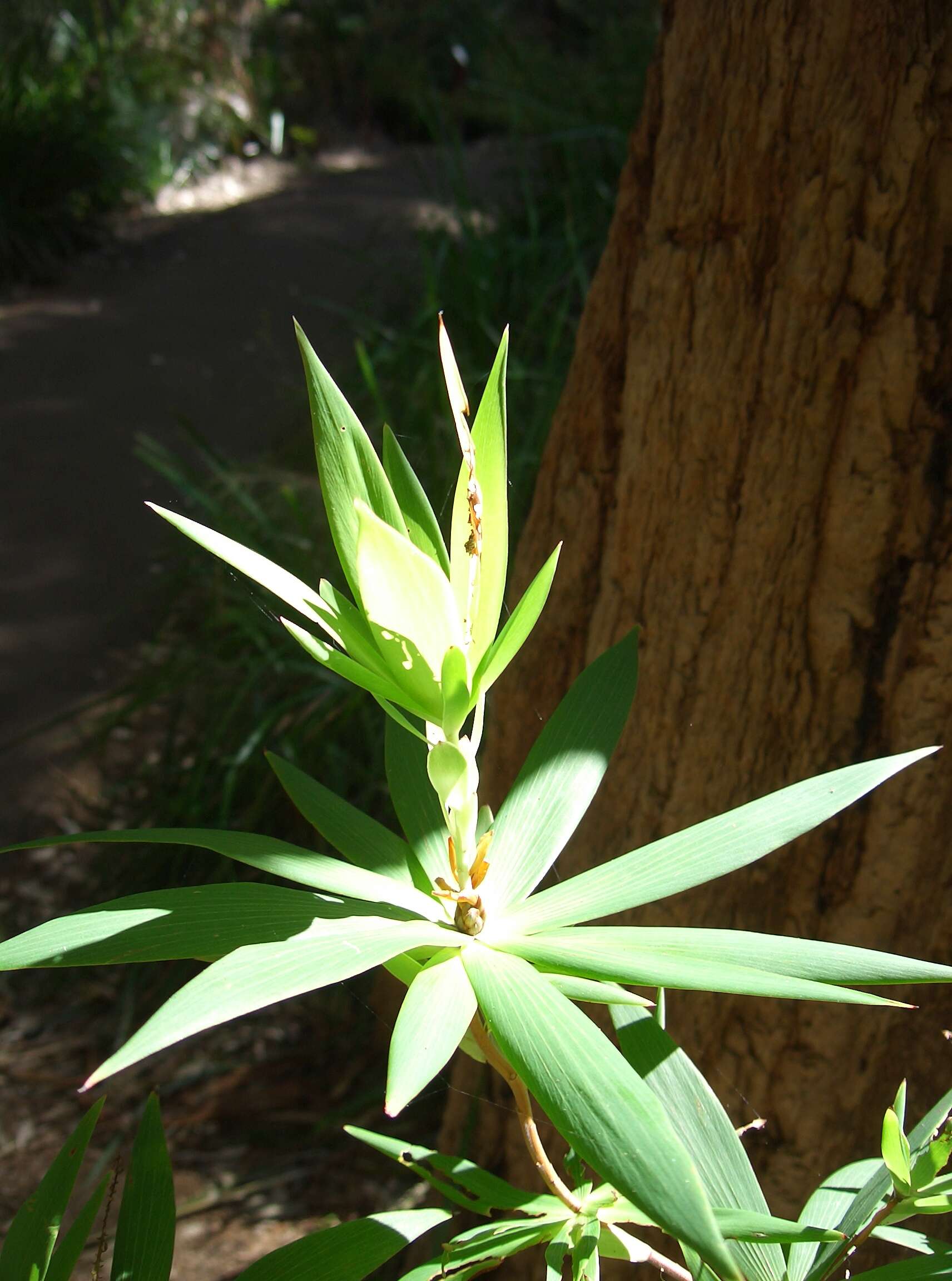 Sivun Leucopogon verticillatus R. Br. kuva