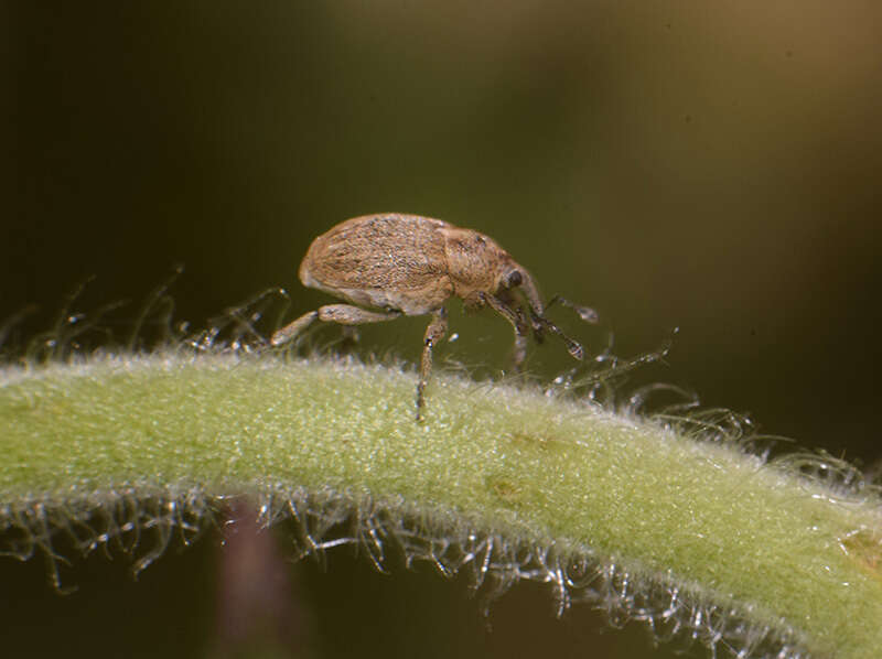 Image of Sibinia pellucens Hustache & A. 1931