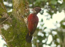 Image of Crimson-backed Flameback