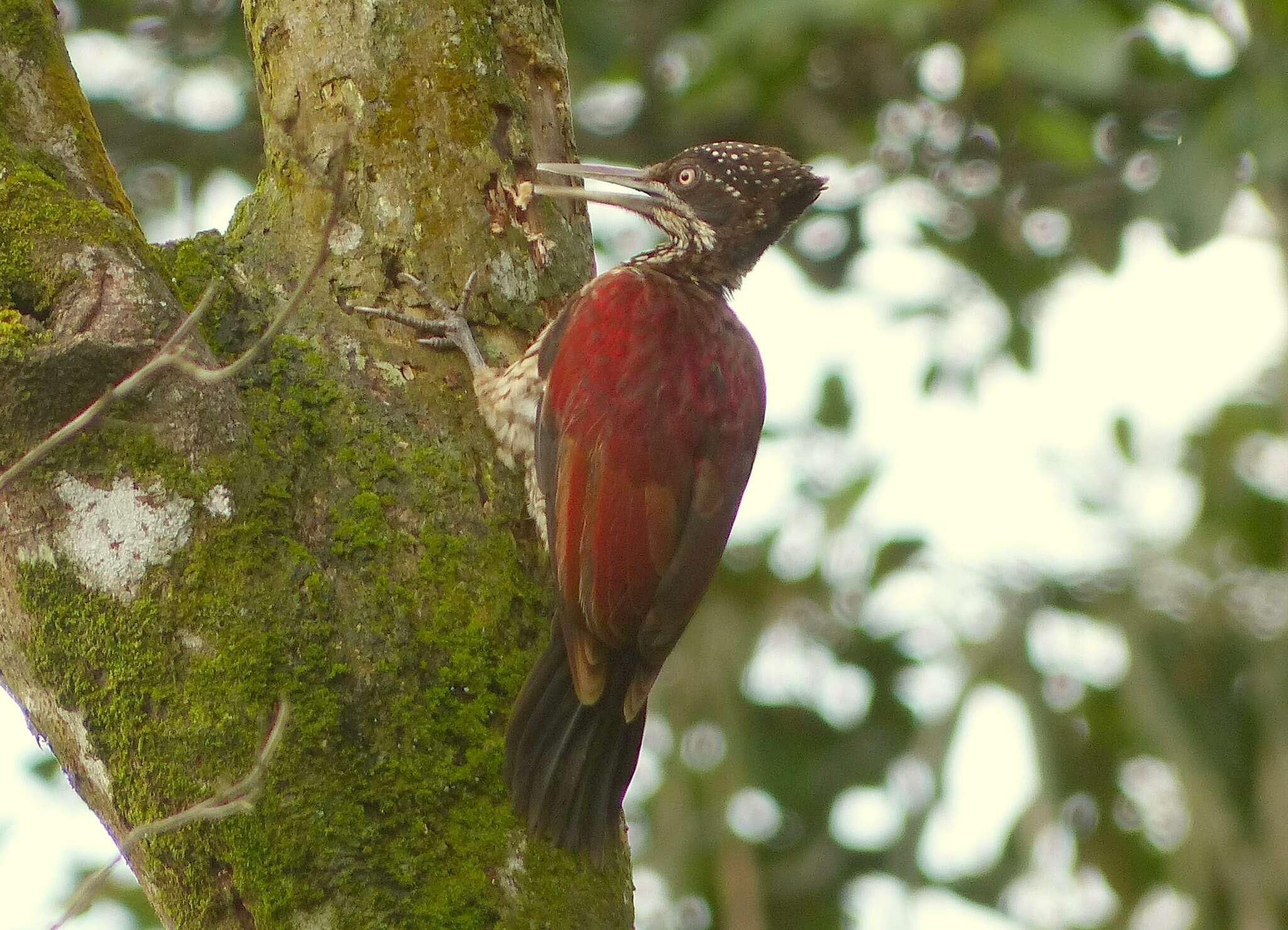 Image of Crimson-backed Flameback