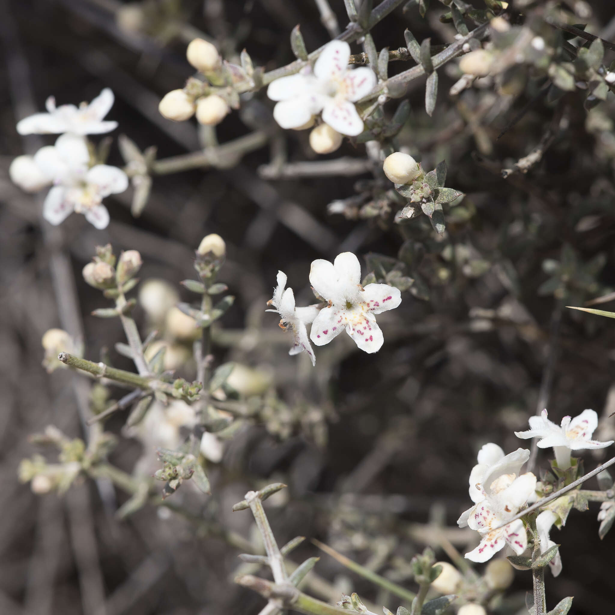 Image of Westringia rigida R. Br.