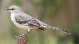 Image of Northern Mockingbird