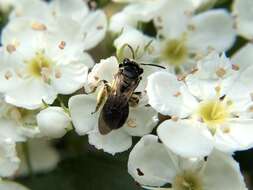 Image of Nude Andrena