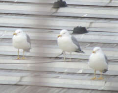 Image of Caspian Gull