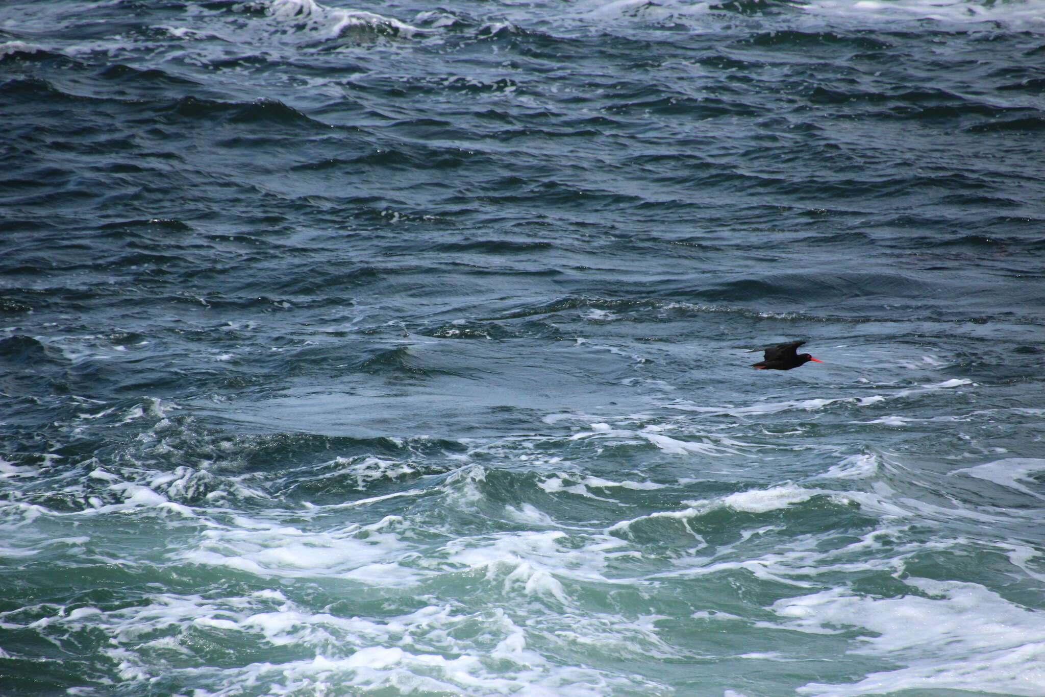 Image of African Black Oystercatcher