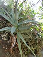 Aloe divaricata A. Berger resmi