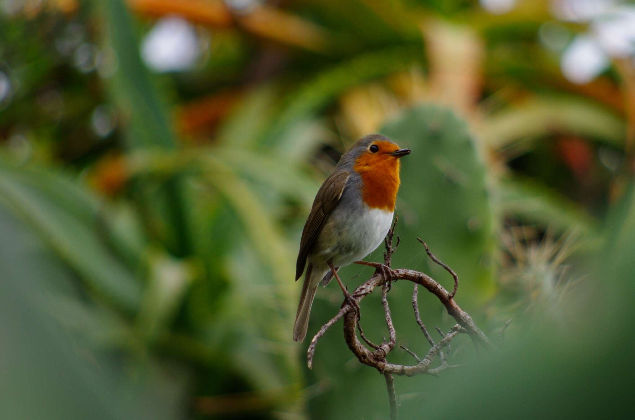 Imagem de Erithacus rubecula superbus Koenig & AF 1889