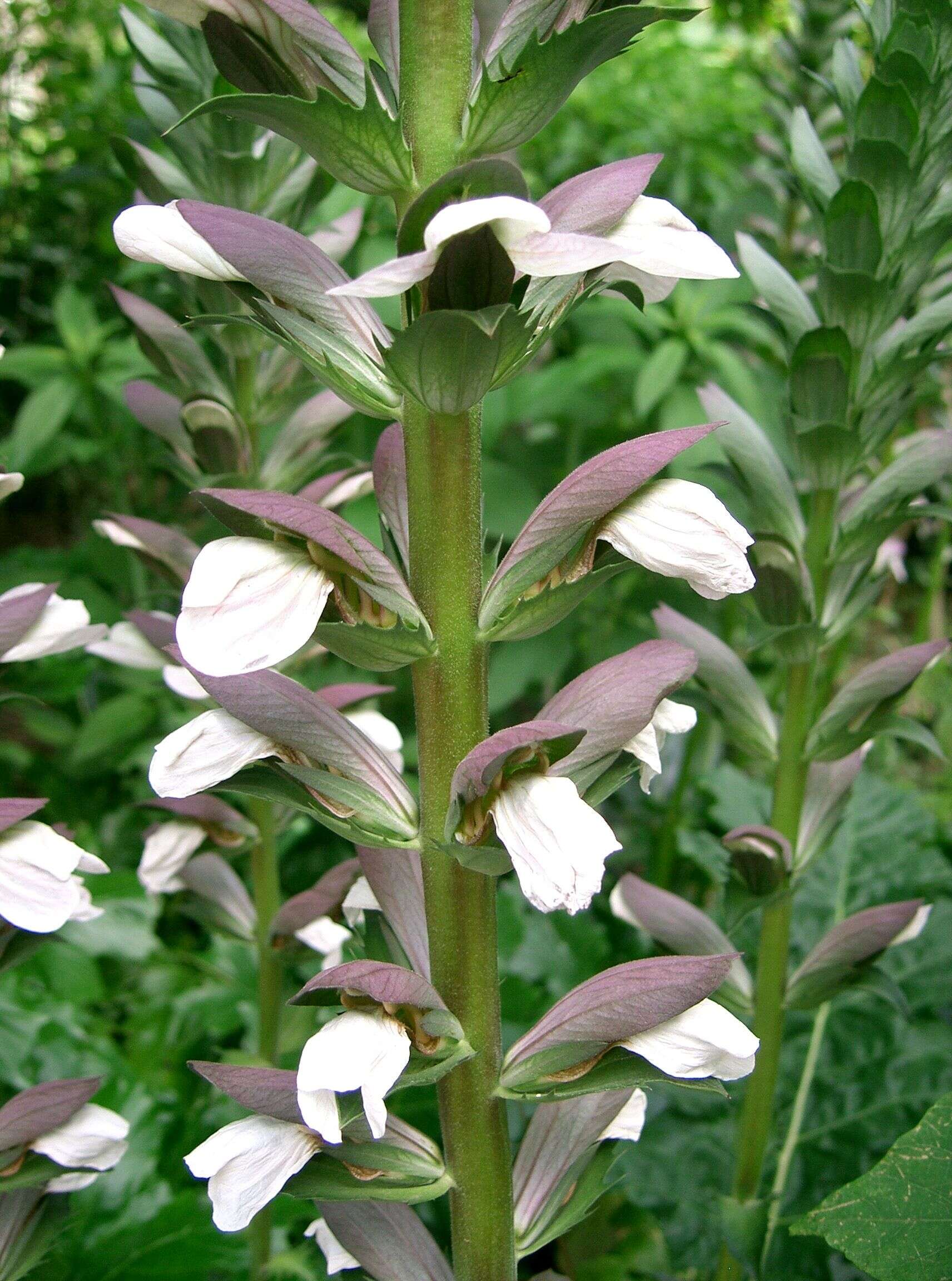 Image of Bear's Breeches