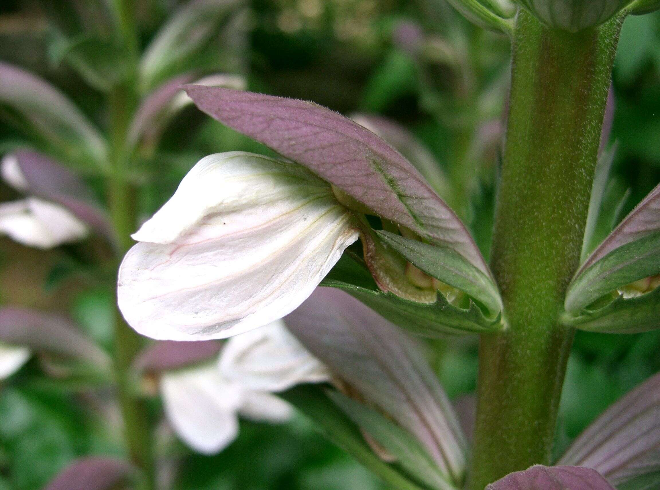 Imagem de Acanthus mollis L.