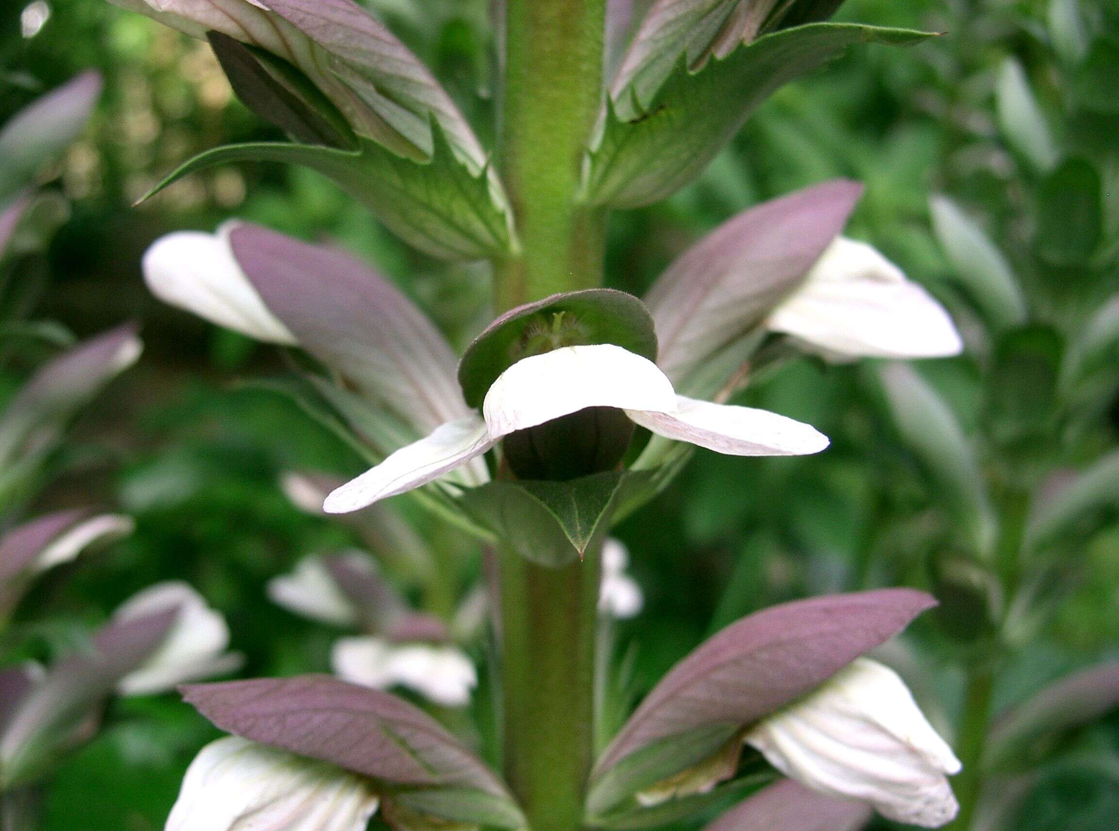 Image of Bear's Breeches