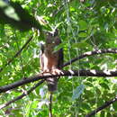 Image of Rufous Boobook