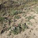 Image of California evening primrose