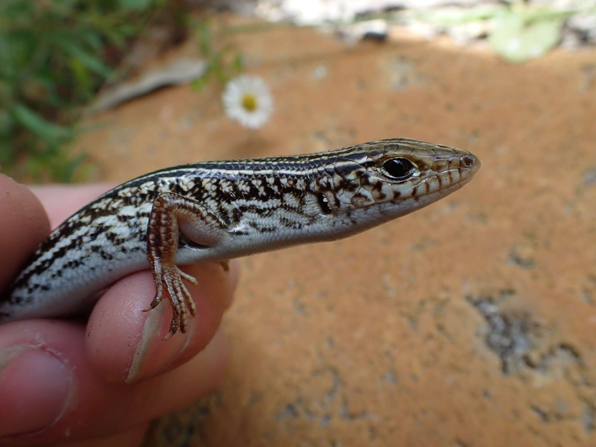 Слика од Ctenotus australis (Gray 1838)