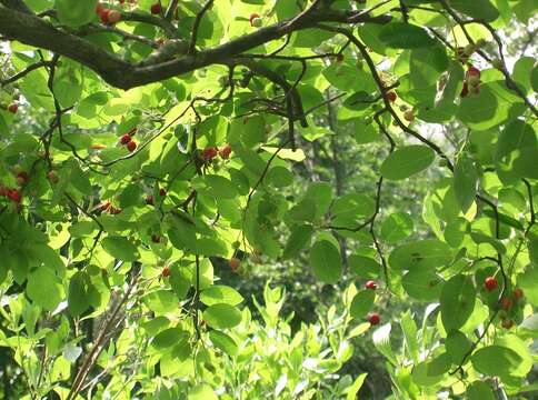 Image of Amelanchier asiatica (Sieb. & Zucc.) Endl. ex Walp.